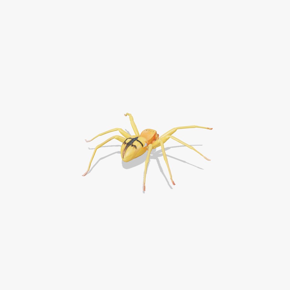 Golden Crab Spider model pack